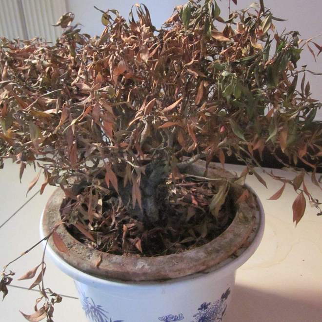 家里有这5种物品一定要尽早处理掉！开元棋牌网站俗话说：“财不入脏屋”(图2)